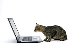 PCを見つめる猫